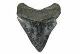 Fossil Megalodon Tooth - South Carolina #168147-1